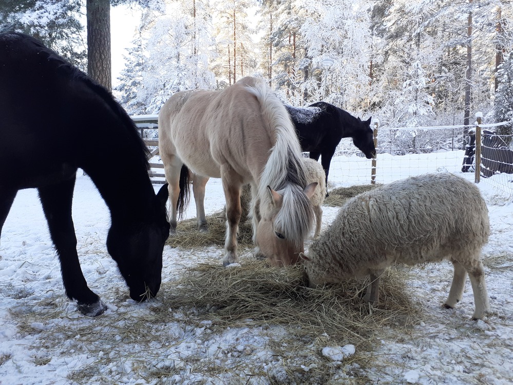 horses& sheep winter